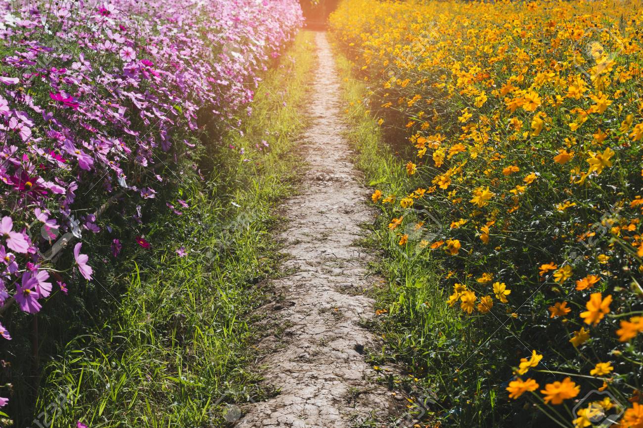 超新作 優しいピンク暈し大輪の花畑 追加画像 着物 Printpresso Com