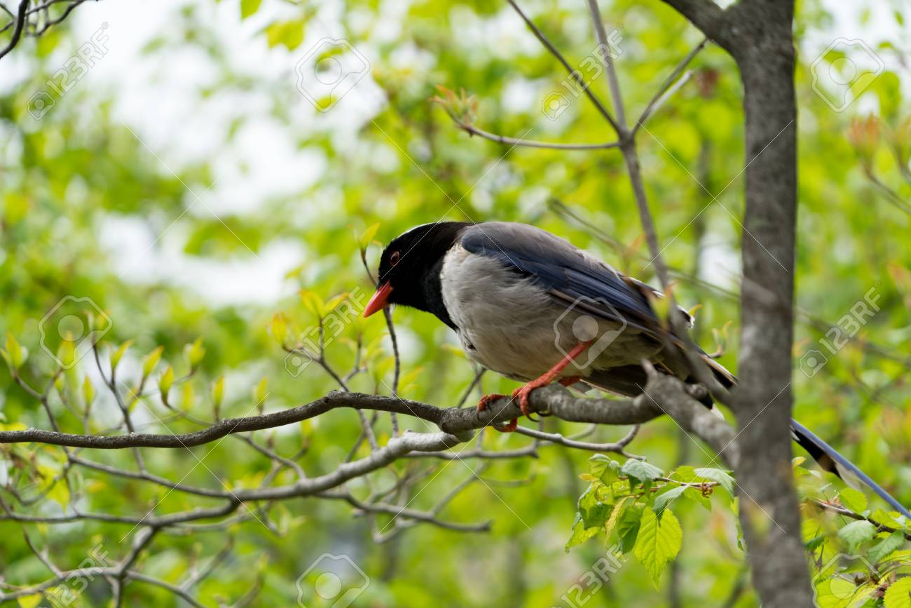 一隻鳥站在樹上尋找一位朋友免版權照片，圖片，畫像及圖片庫. Image  