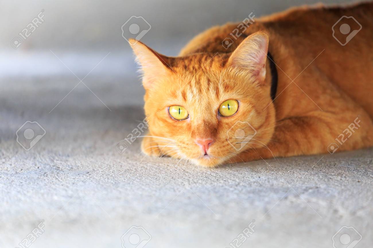 etiam-dictum-ipsum-a-felis