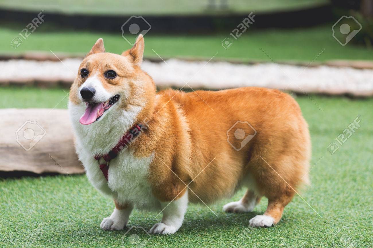 welsh corgi pembroke dog on grass field in garden stock photo