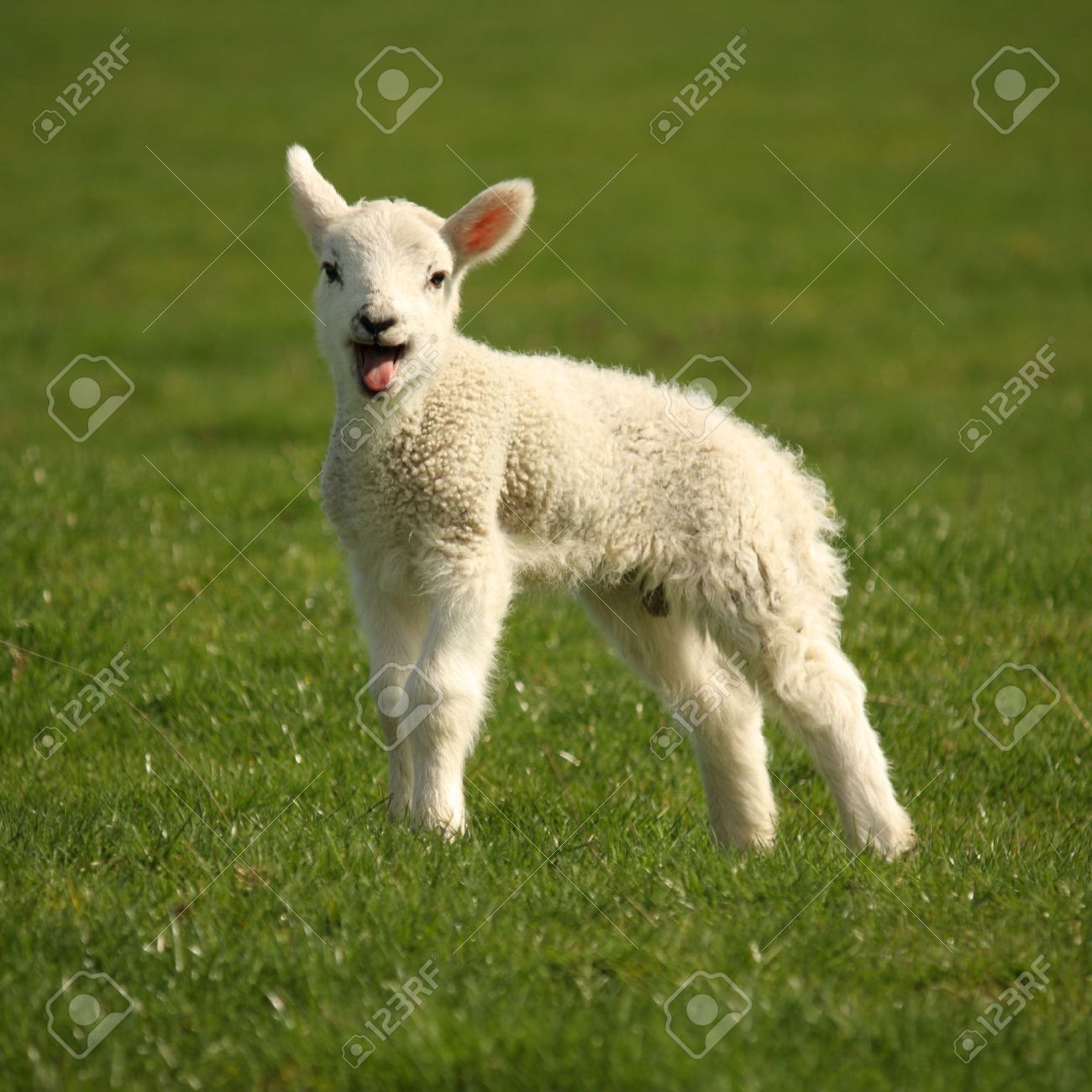 Bleating Little Lamb Stock Photo Picture And Royalty Free Image Image