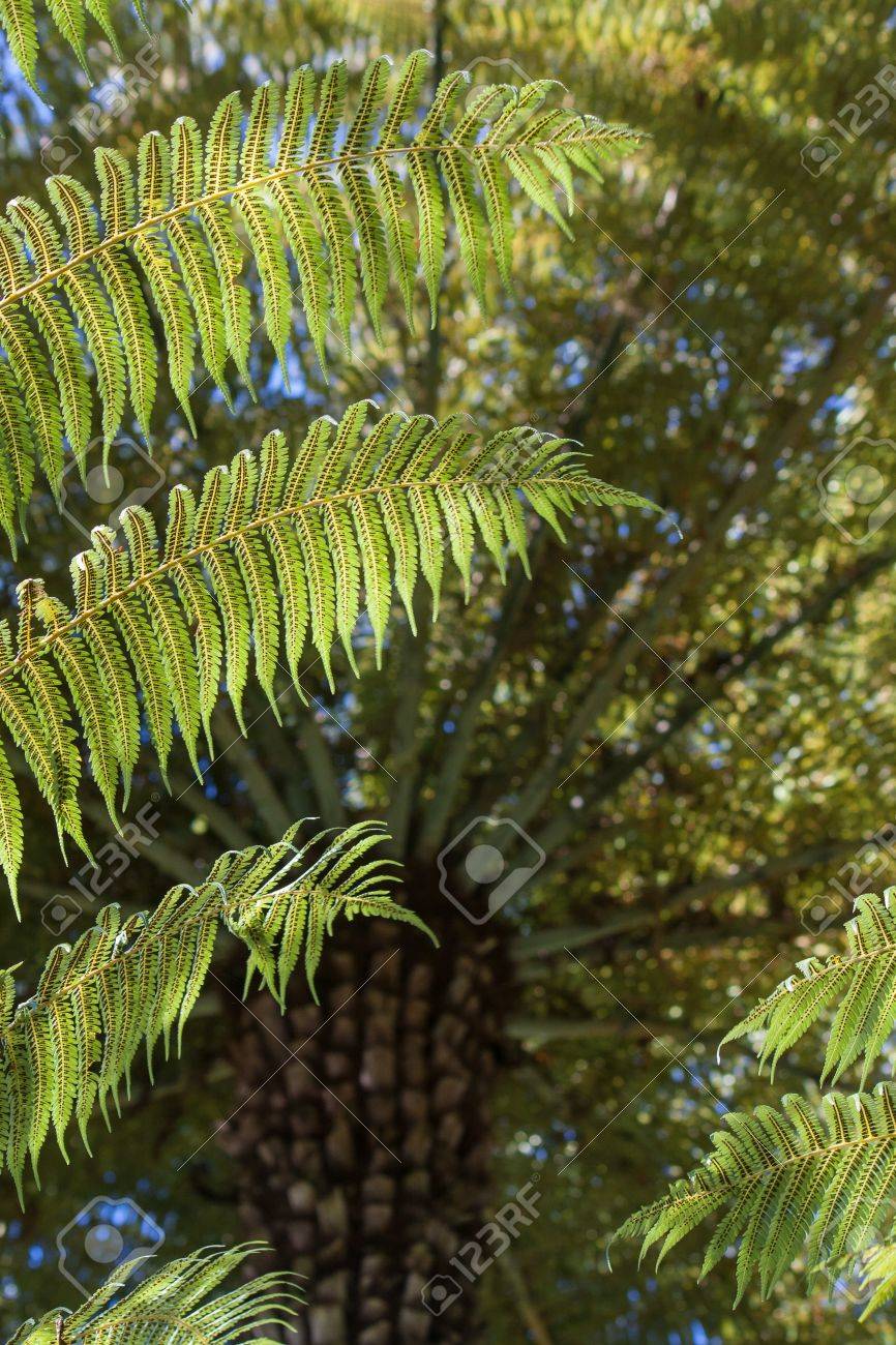 黒の木生シダの葉 の写真素材 画像素材 Image