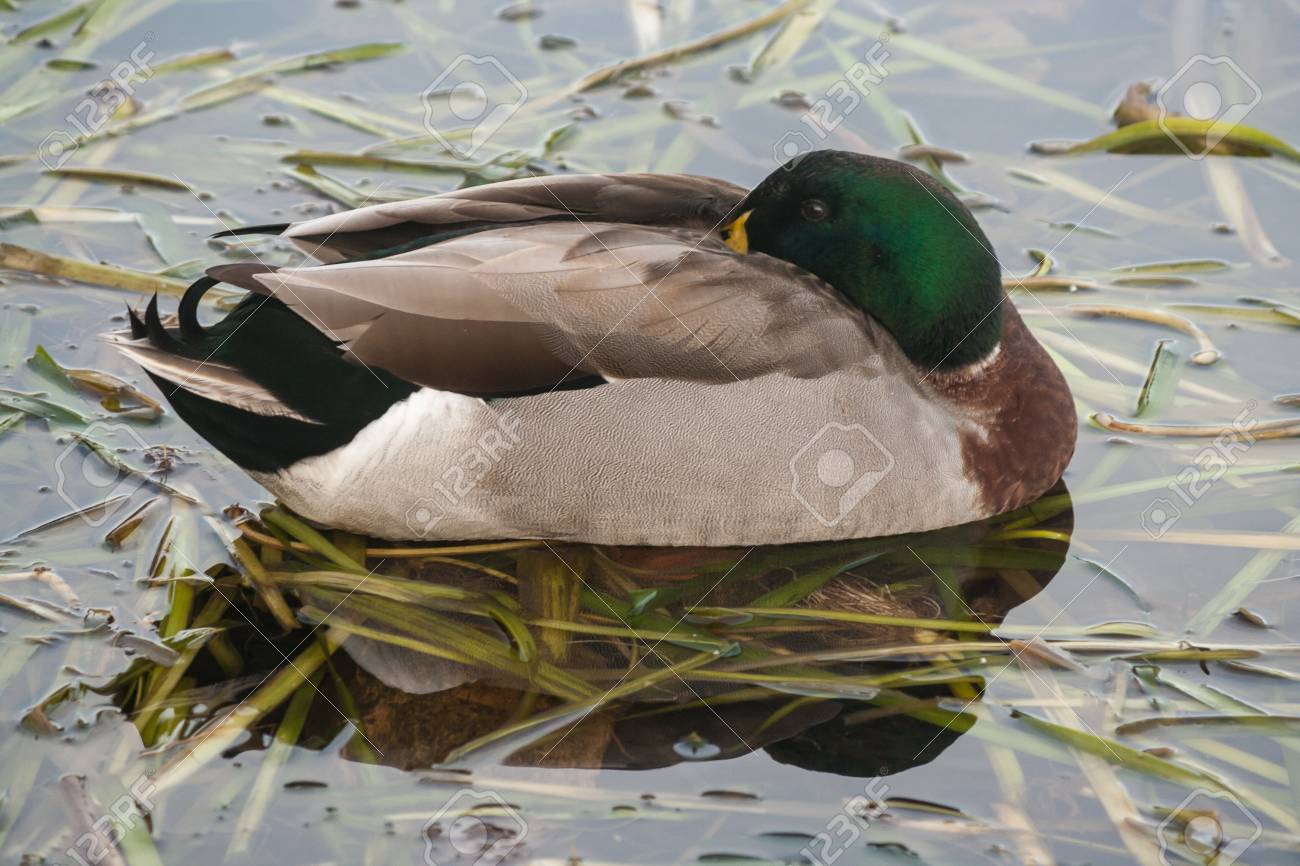 Sleeping Male Mallard Stock Photo Picture And Royalty Free Image Image 19734816