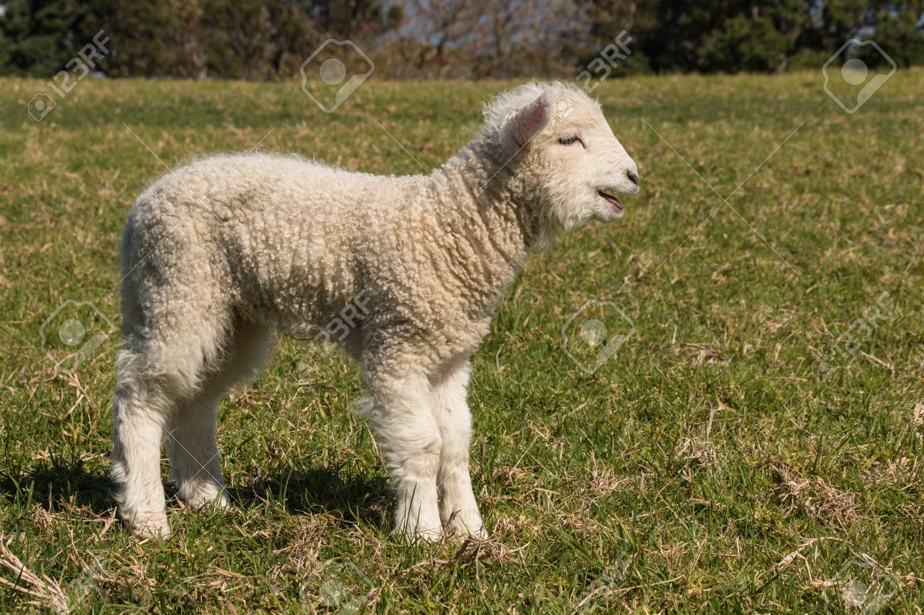 Bleating Little Lamb Stock Photo Picture And Royalty Free Image Image