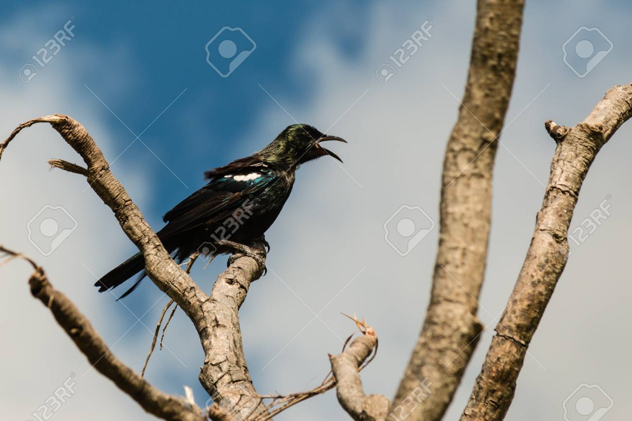 tui bird singing on tree branch stock photo picture and royalty
