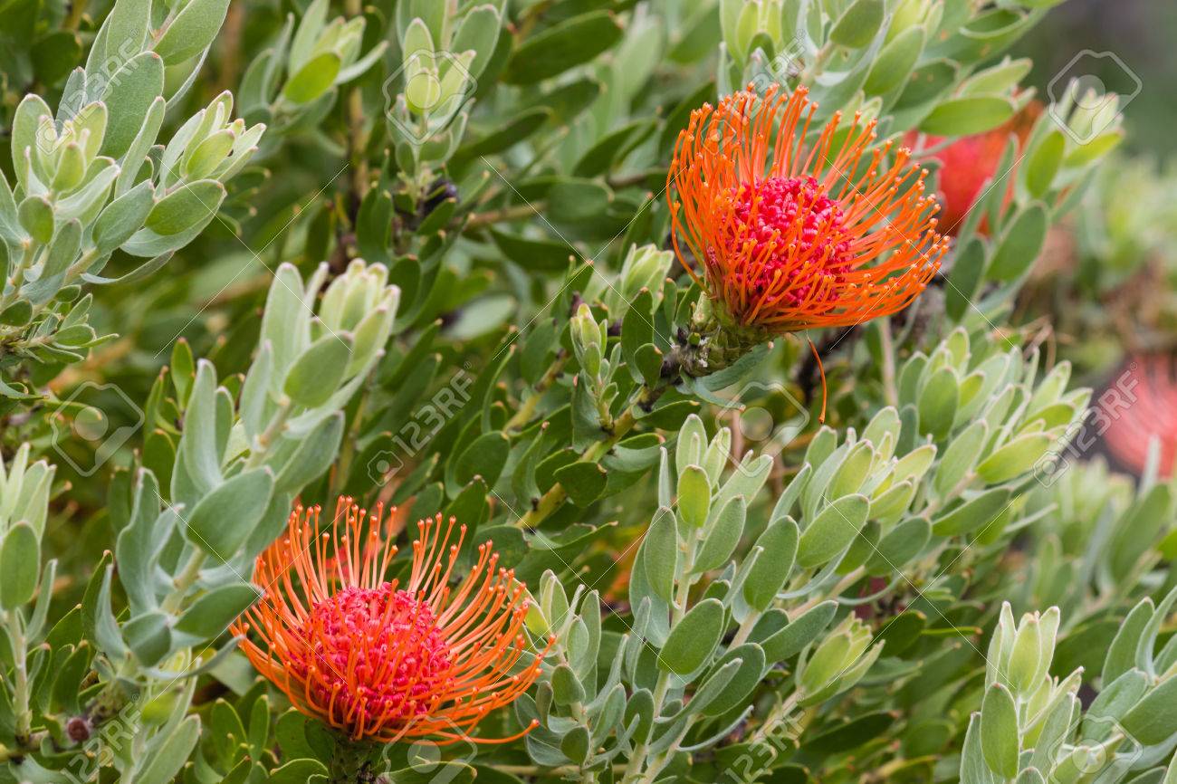 Pincushion Protea Flowers And Leaves Stock Photo Picture And Royalty Free Image Image
