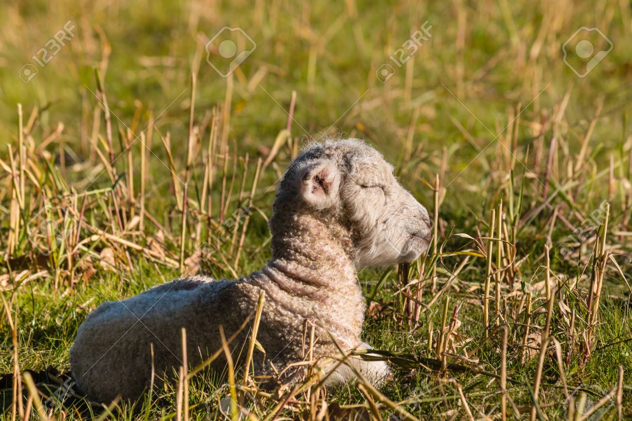 newborn lamb