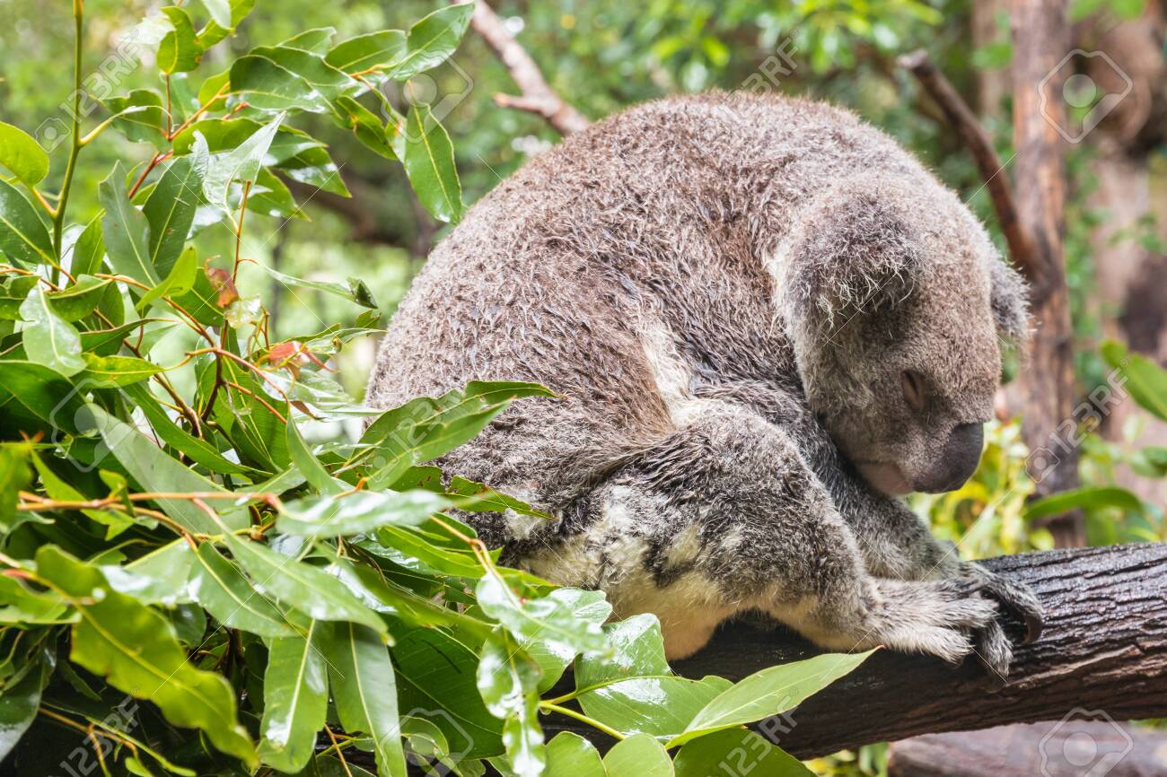 10 Interesting Facts About Koalas Wwf Australia Wwf Australia