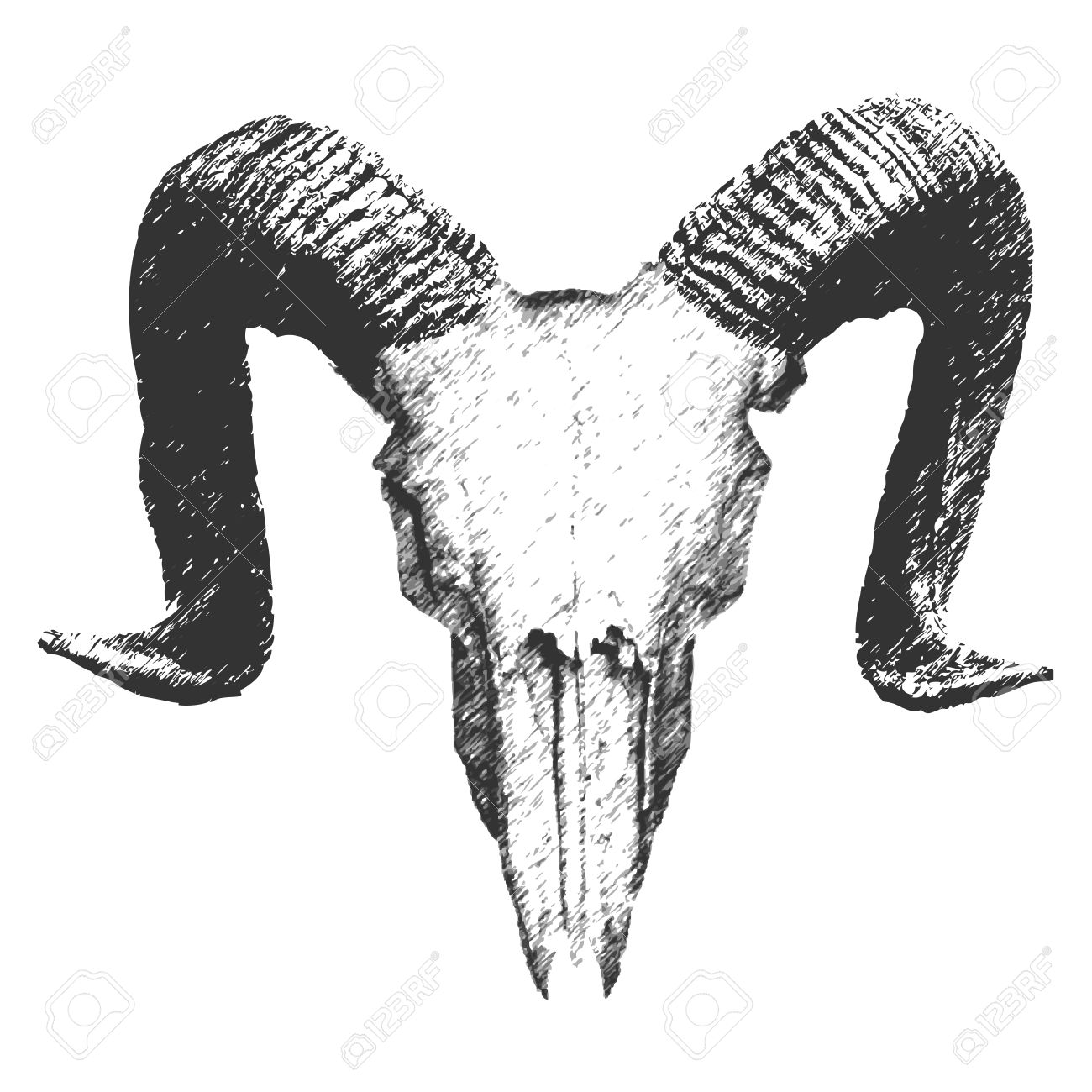 Ziege Schadel Traditionelle Zeichnung Vektor Lizenzfrei Nutzbare Vektorgrafiken Clip Arts Illustrationen Image 55697025