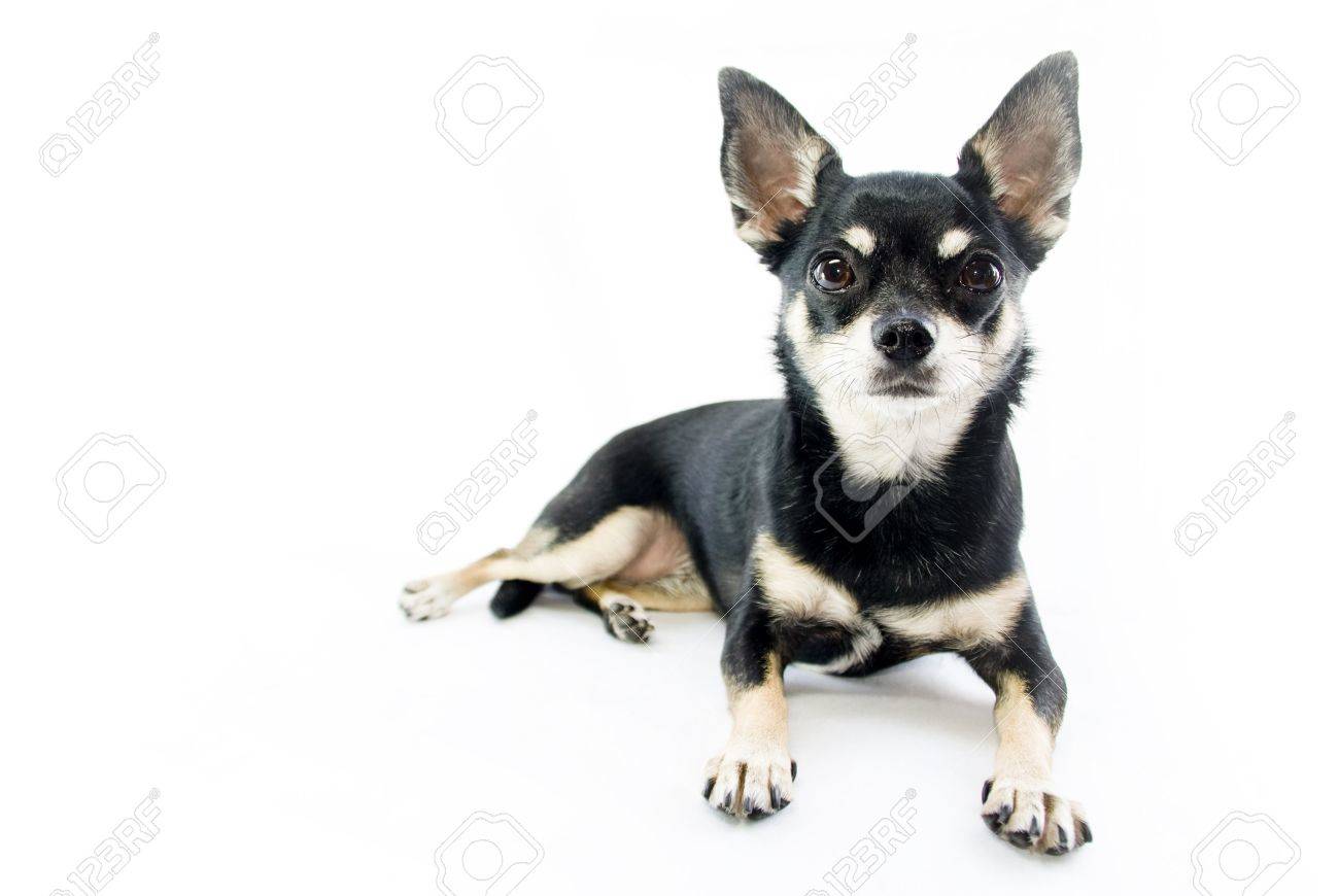 chihuahua tan and black