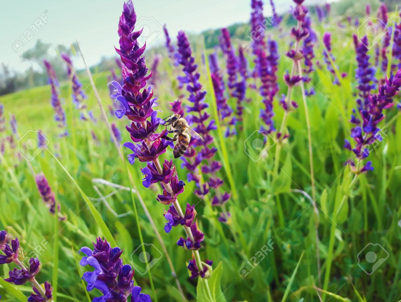 ブルー サルビア 日当たりの良い夏の日に緑の牧草地のセージの花の蜜を集めるミツバチ の写真素材 画像素材 Image ブルー サルビア 日当たりの良い夏の日に緑の牧草地のセージの花の蜜を集めるミツバチ の写真素材 画像素材 Image