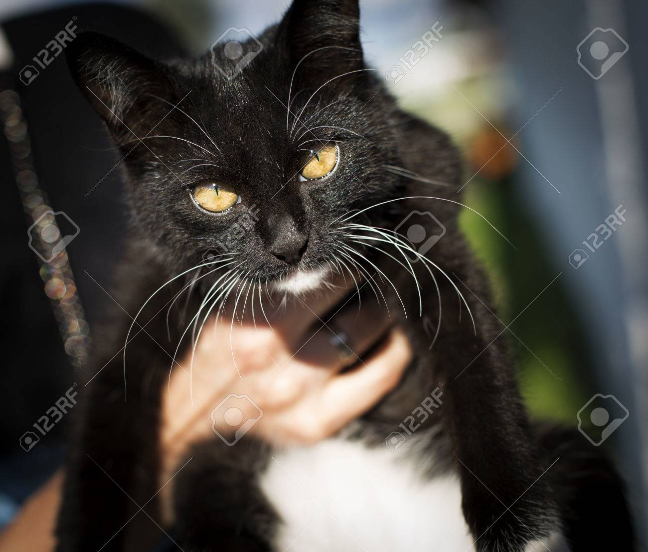 Tres Joli Chat Noir Avec Des Moustaches Blanches Banque D Images Et Photos Libres De Droits Image Tres Joli Chat Noir Avec Des Moustaches Blanches Banque D Images Et Photos Libres De Droits Image