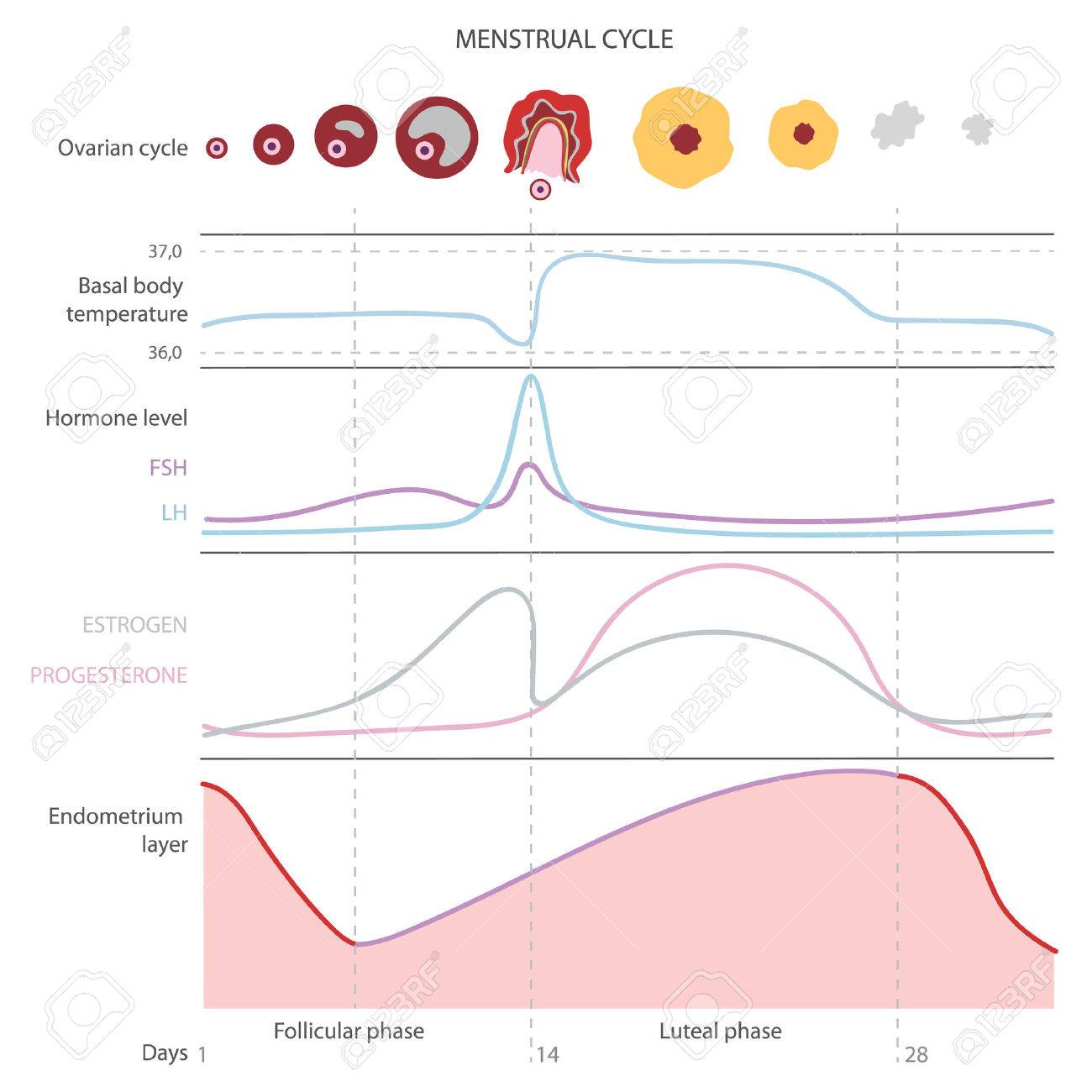 Menstrual Cycle Temperature Chart