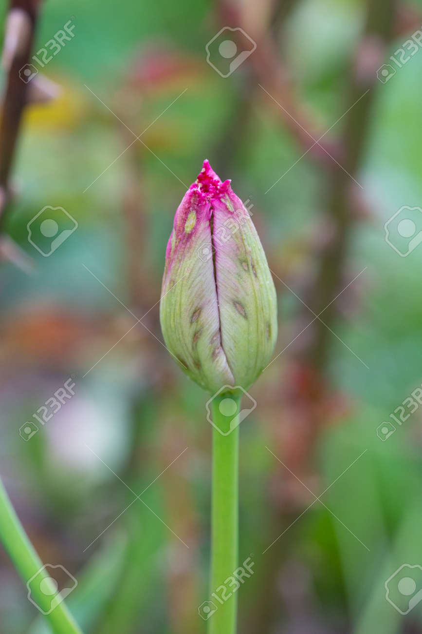 つぼみ モザイク破壊 