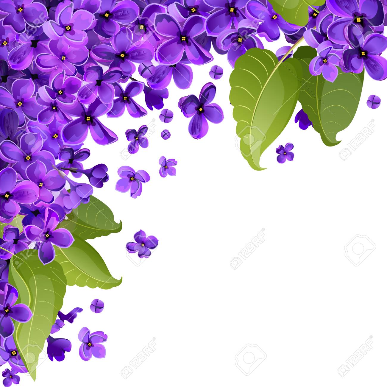 Vector Abstract Background Of Lilac Flowers. A White Square Leaf From One  Corner Is Filled With Leaves And Small Flowers Of Lilac. Royalty Free SVG,  Cliparts, Vectors, and Stock Illustration. Image 97617610., image size:1300x1300