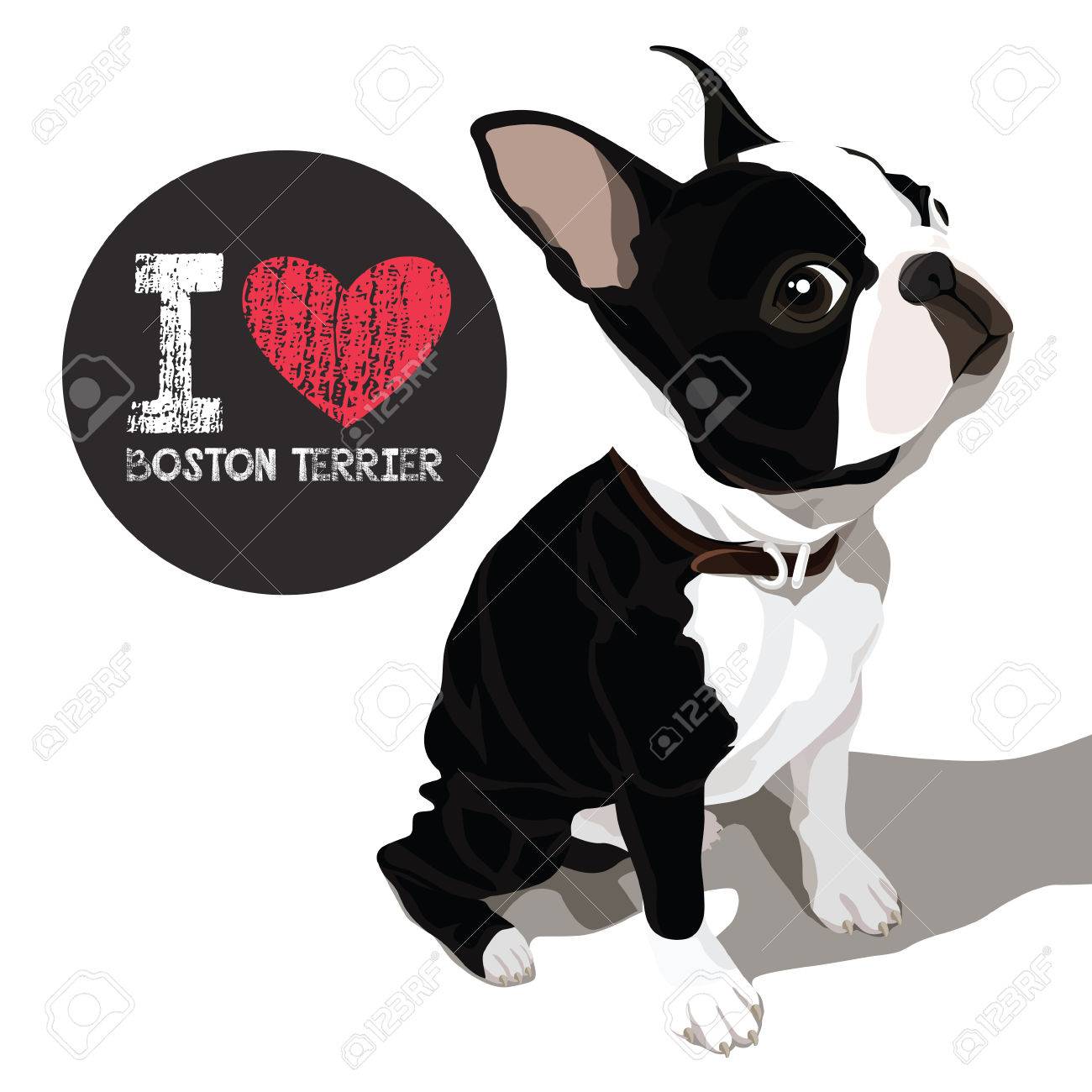 国内の犬ボストン テリアのポートレート クローズ アップ ベクトルのイラスト素材 ベクタ Image 国内の犬ボストン テリアのポートレート クローズ アップ ベクトルのイラスト素材 ベクタ Image