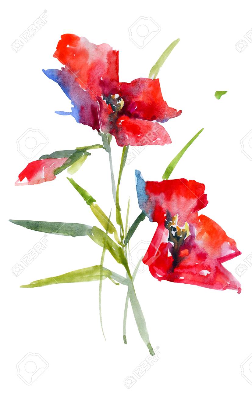 Red Poppies Watercolor Sketch Isolated From Background Picture