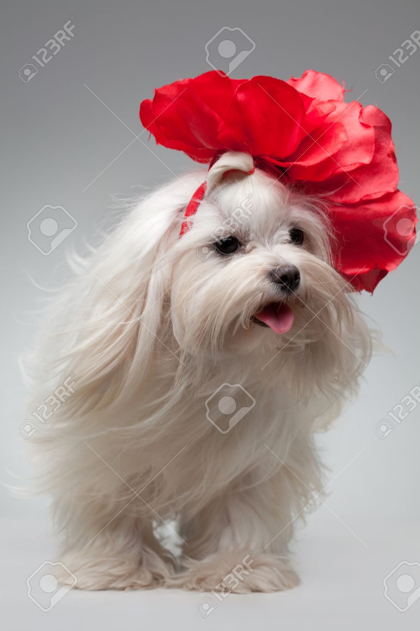 dog with bow on head