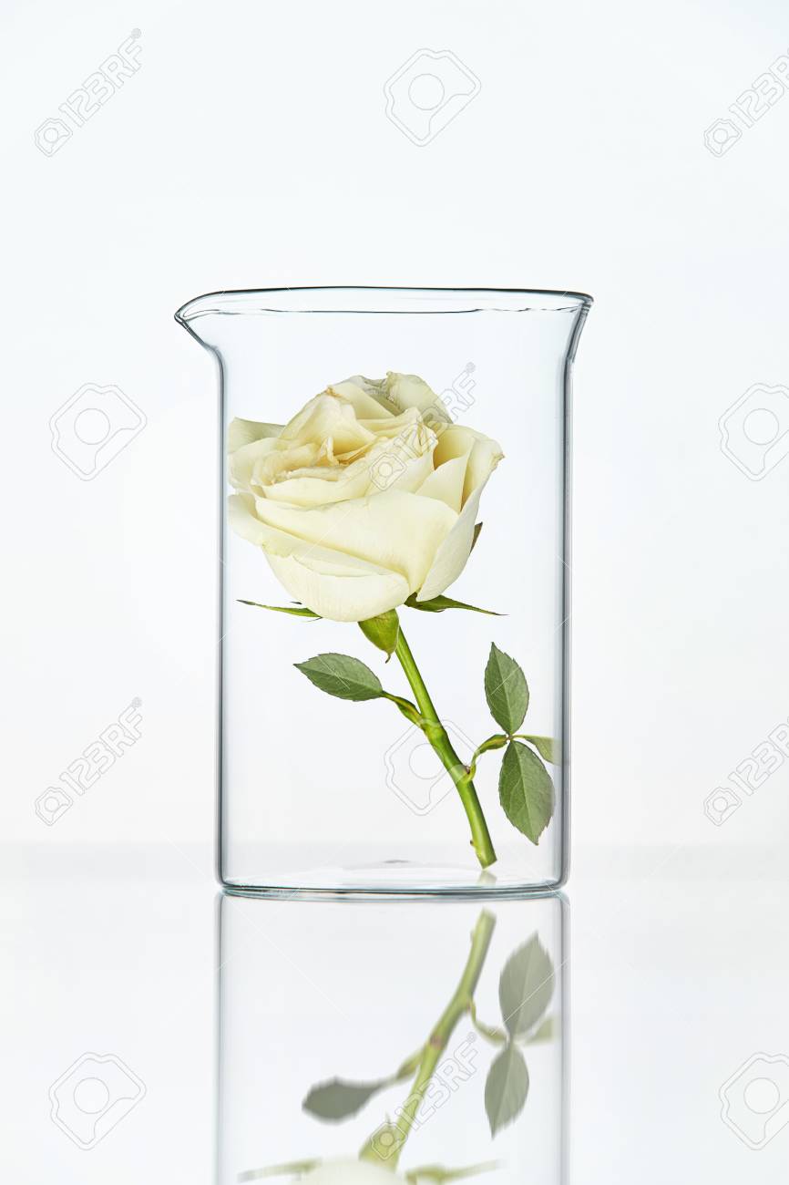Laboratory Transparent Glass With White Flower Rose On Table