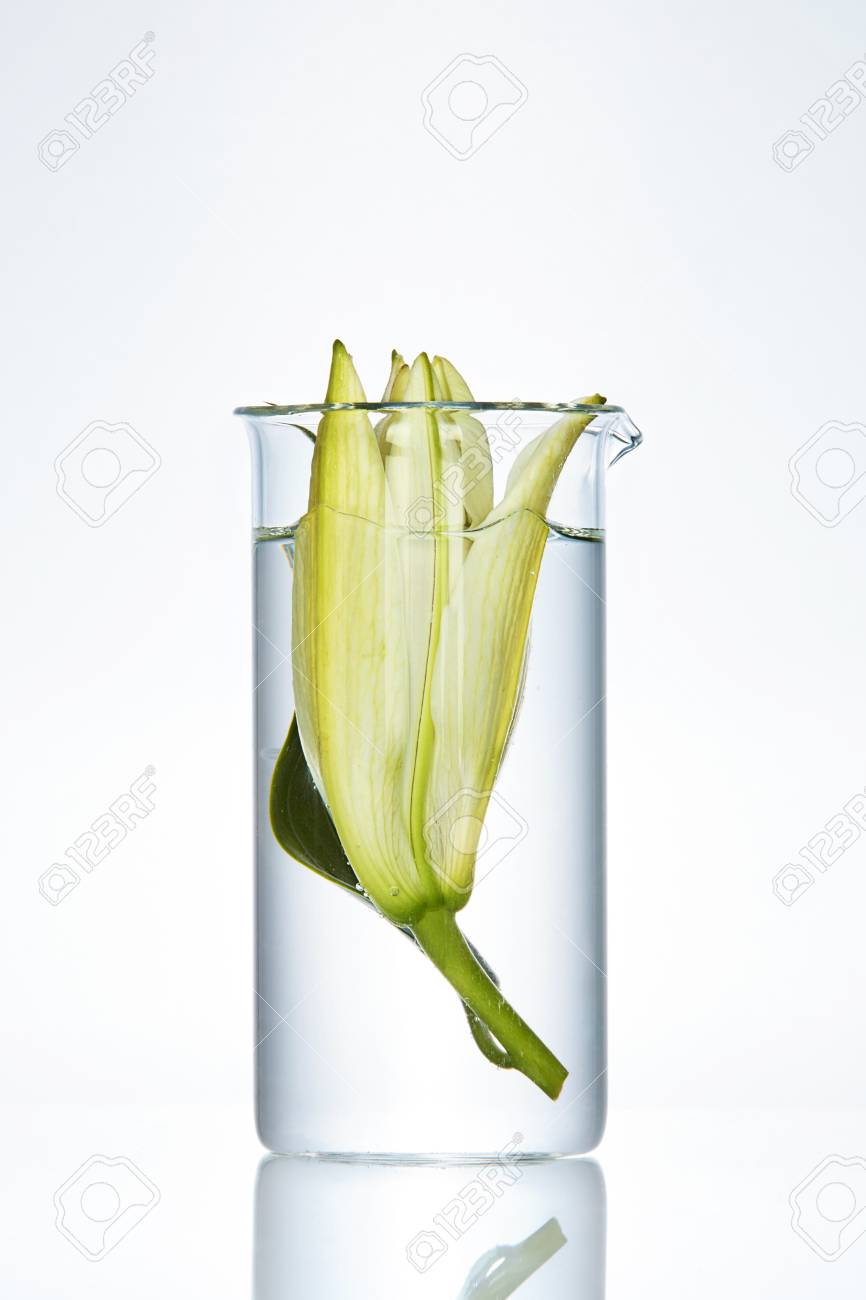 Flower With Liquid In Laboratory Transparent Glass On White