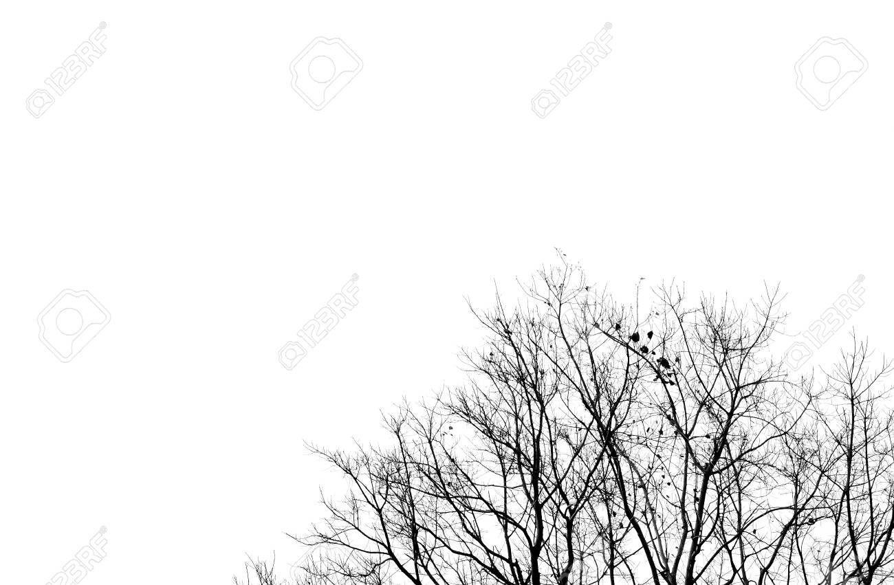 Idée De Symbole Abstrait La Tristesse De Larbre Silhouette Branche De Feuilles Avec Un Style Noir Et Blanc