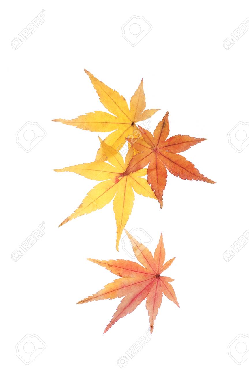 白い背景にもみじもみじの紅葉します の写真素材 画像素材 Image 6806