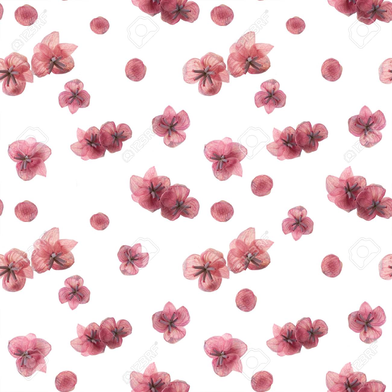 アケビの花を持つシームレス花柄 の写真素材 画像素材 Image