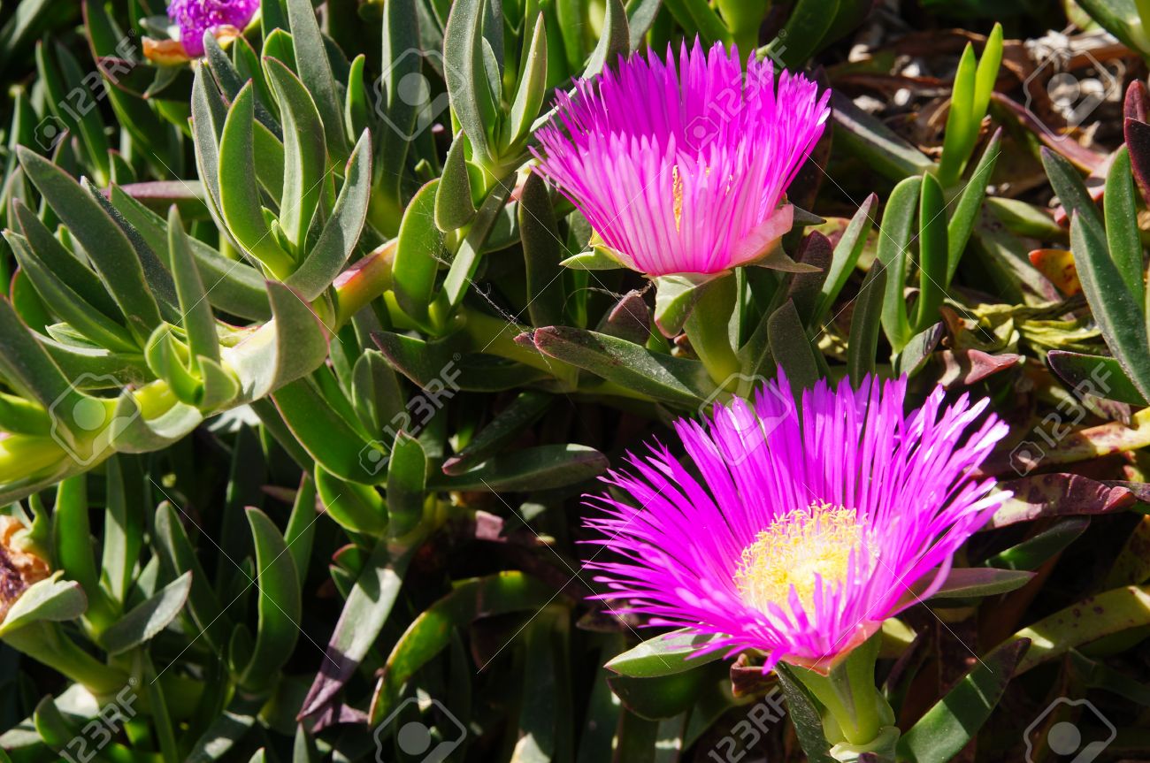 Carpobrotus 多肉植物で花がピンク の写真素材 画像素材 Image