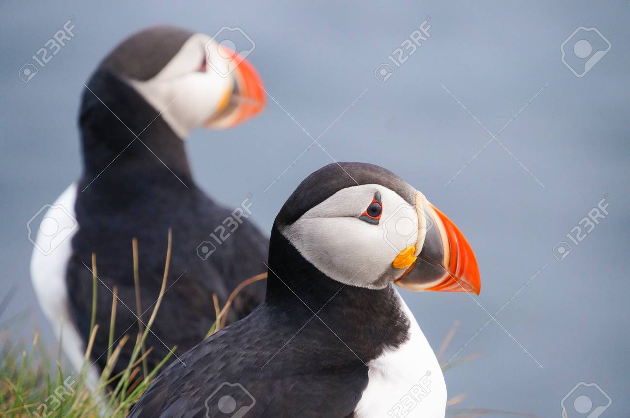 ニシツノメドリ Fratercula アークティカ は Latrabjarg の崖 アイスランド の写真素材 画像素材 Image ニシツノメドリ Fratercula アークティカ は Latrabjarg の崖 アイスランド の写真素材 画像素材 Image
