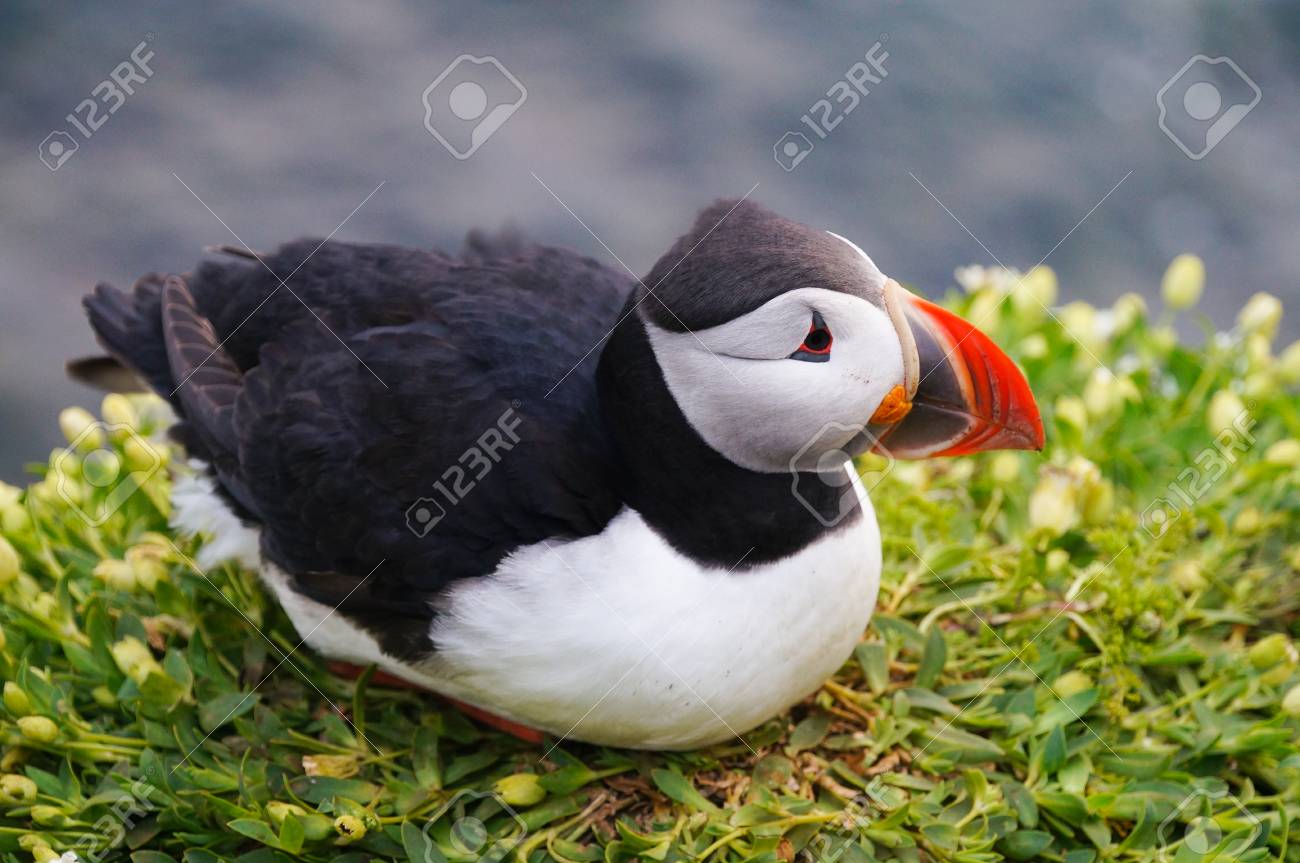 ニシツノメドリ Fratercula アークティカ は Latrabjarg の崖 アイスランド の写真素材 画像素材 Image ニシツノメドリ Fratercula アークティカ は Latrabjarg の崖 アイスランド の写真素材 画像素材 Image