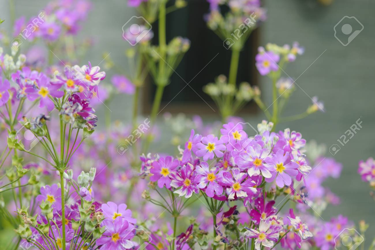 Flowers outside the window of my house, colorful flowers bloom.