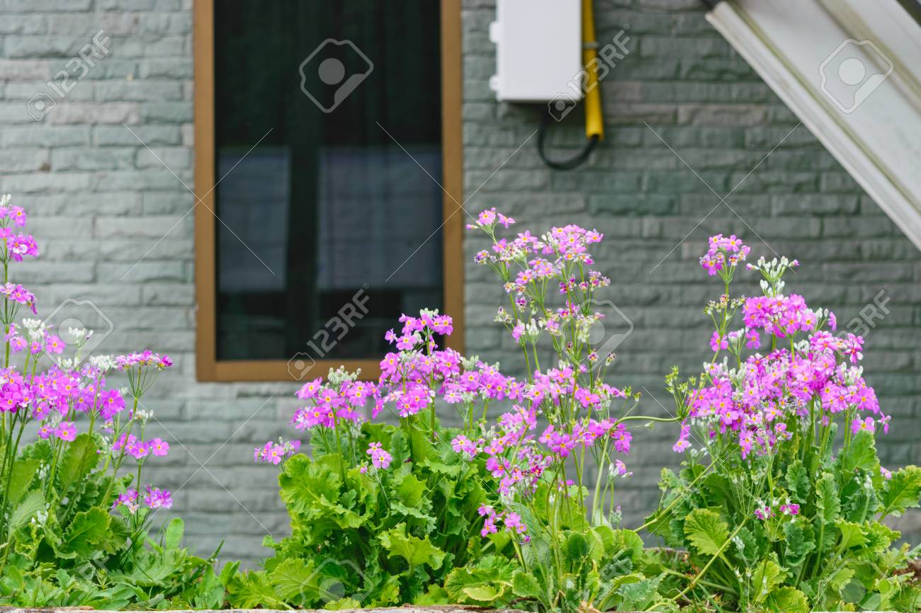 Flowers outside the window of my house, colorful flowers bloom.