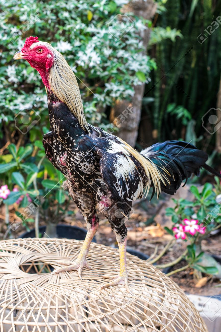 Coq De Combat Ou La Forme Combat De Coqs Thailande Banque D Images Et Photos Libres De Droits Image