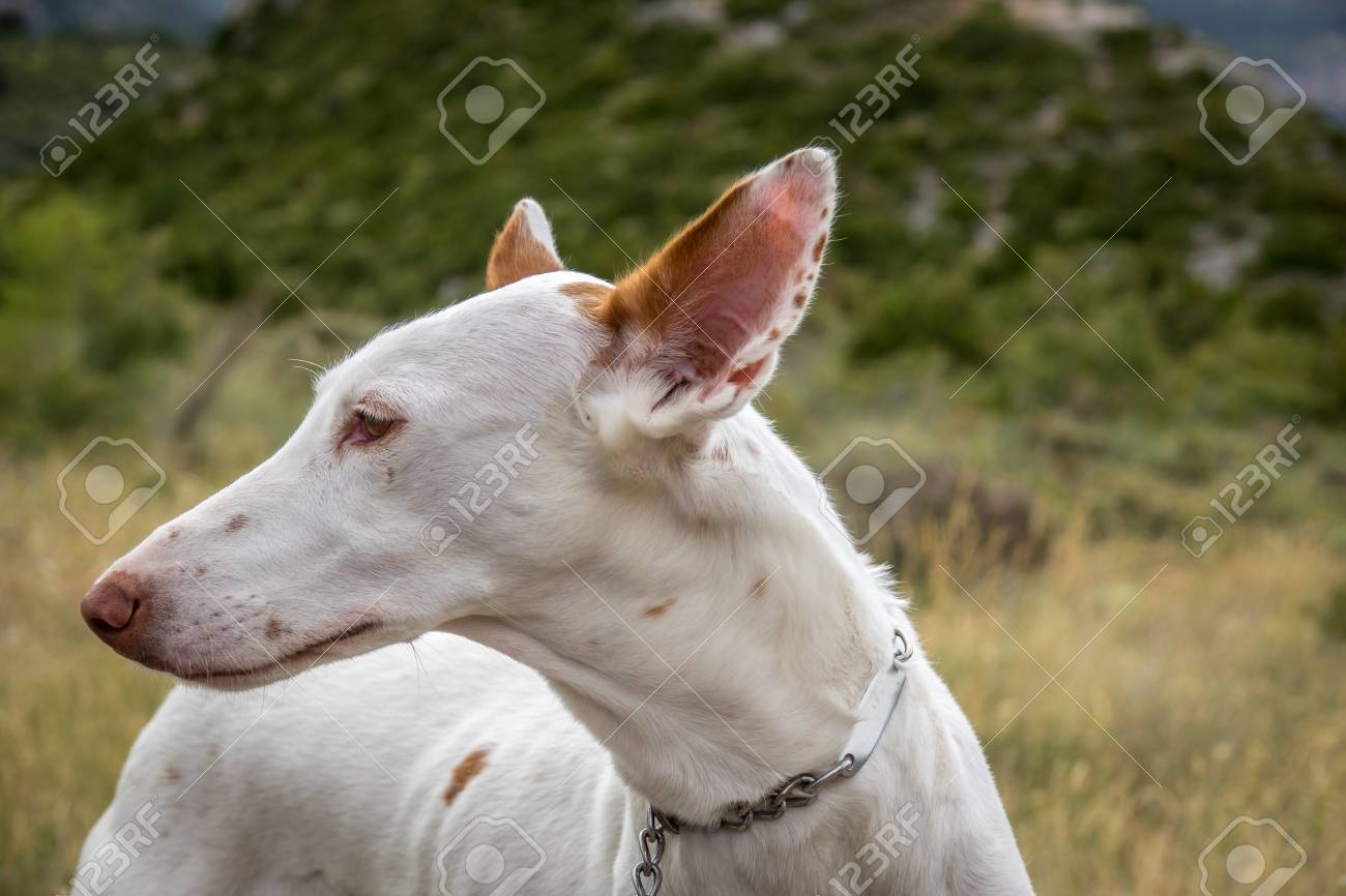 Podenco Ibicenco ホワイト イビザン ハウンドは 古代エジプトの犬から中型のグレイハウンドのひとつです 非常に古く 純粋なレース 肖像画 長い鼻と耳の詳細 の写真素材 画像素材 Image