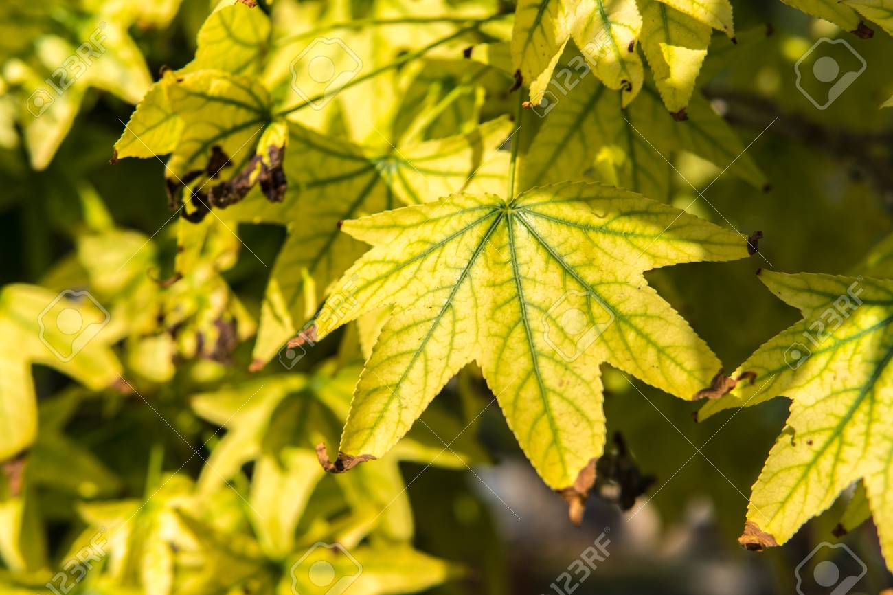 82247406-la-saison-d-automne-commence-les-feuilles-des-arbres-commencent-%C3%A0-jaunir-et-s%C3%A9cher-la-texture-d-un.jpg