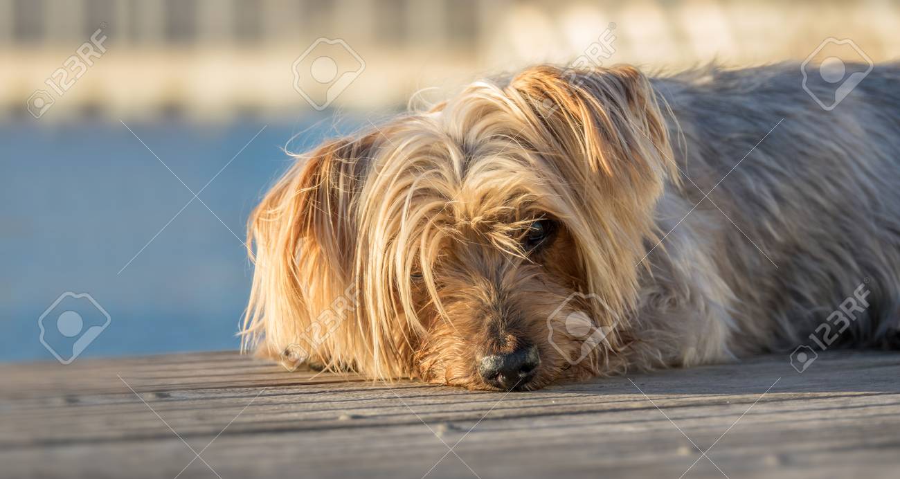 3dRose lsp_201113_1 a Cute Yorkshire Terrier Dog with a Drawing Effect Light Switch Cover 3dRose lsp_201113_1 a Cute Yorkshire Terrier Dog with a Drawing Effect Light Switch Cover