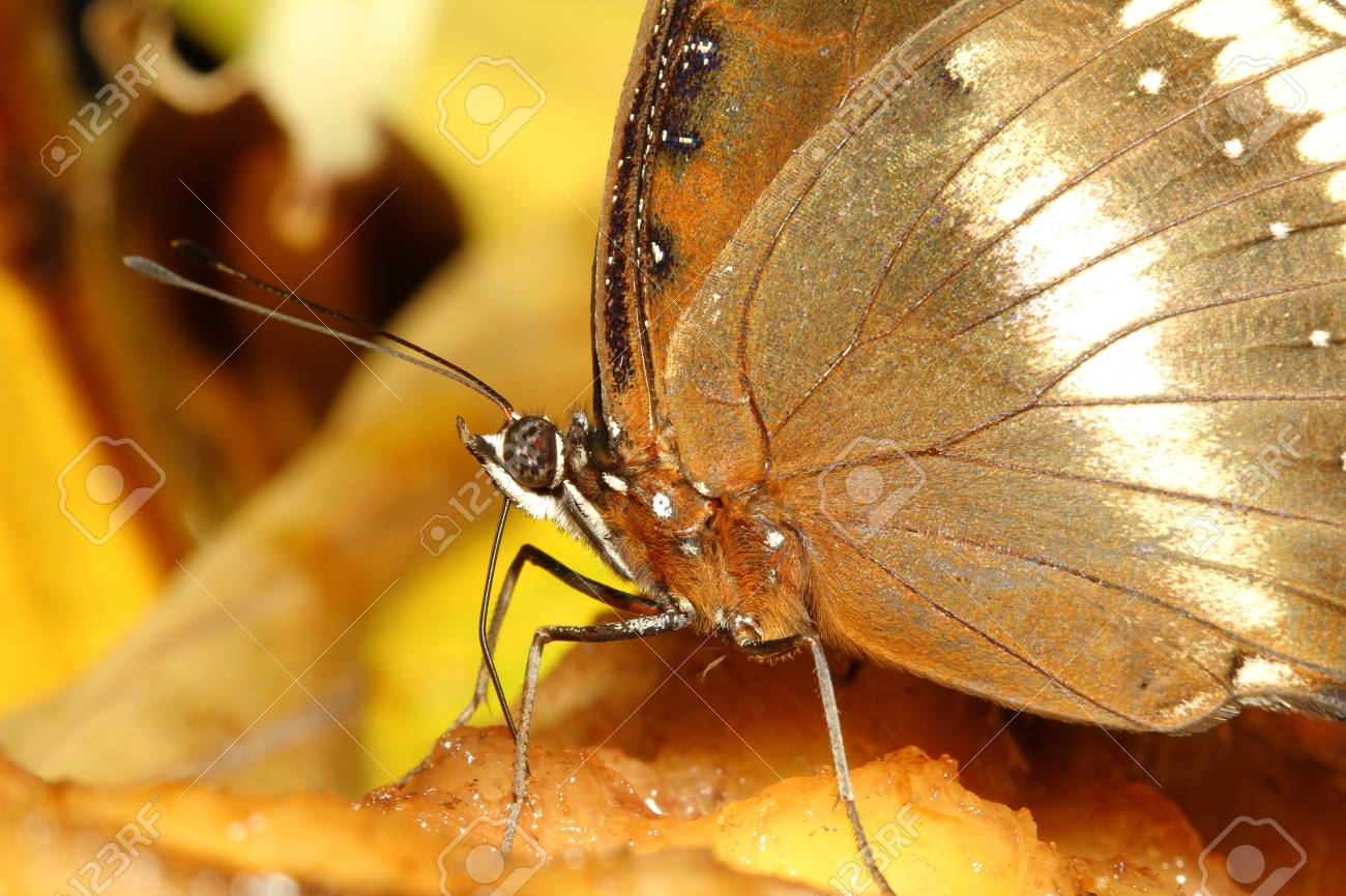 Close Up Brown Butterfly In Garden ,thailand Stock Photo, Picture and  Royalty Free Image. Image 37198493., image size:1300x866