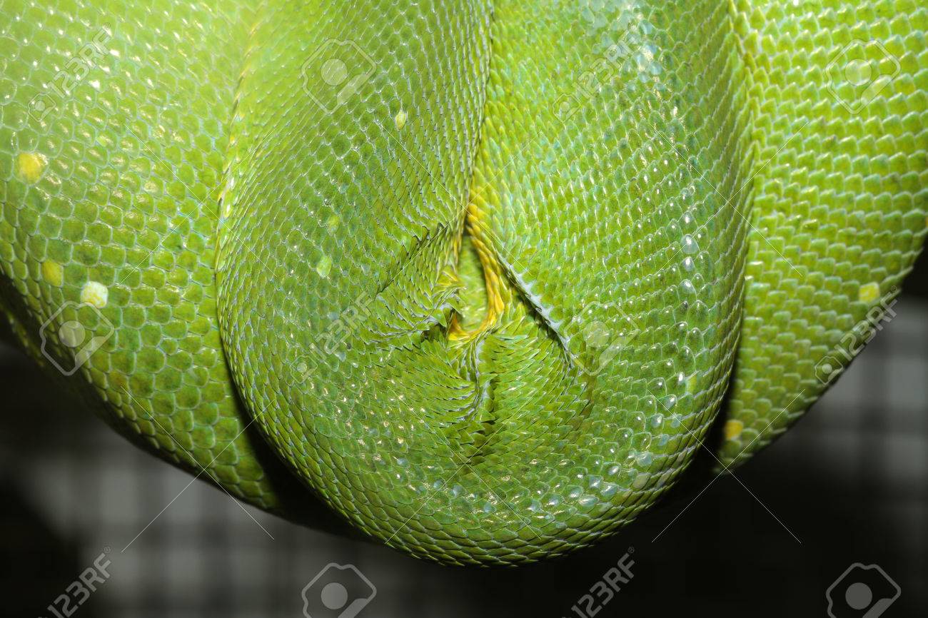 Close Up Green Tree Python Skin Stock Photo Picture And Royalty