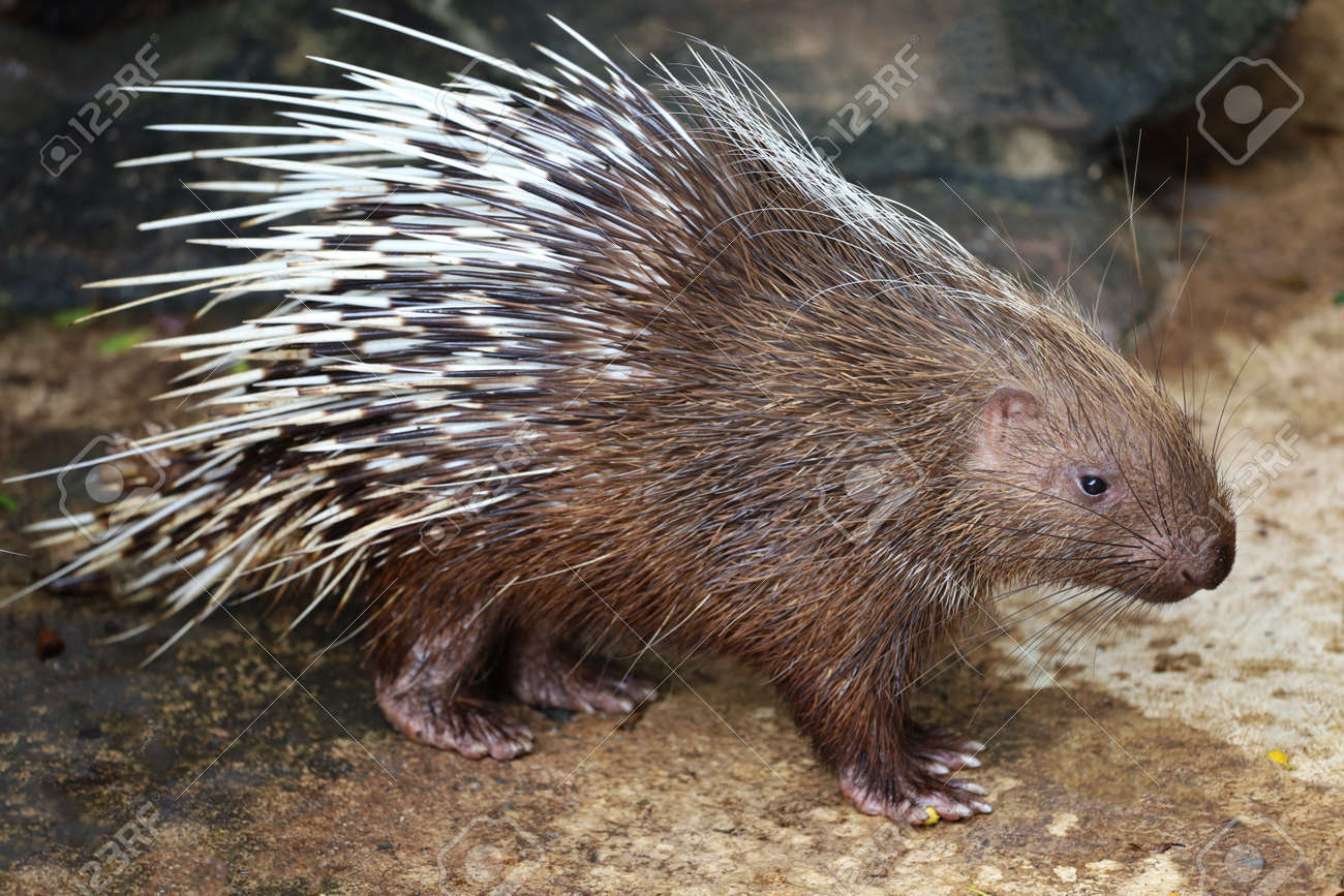 マレーヤマアラシの動物の接写の写真素材・画像素材 Image 188739620