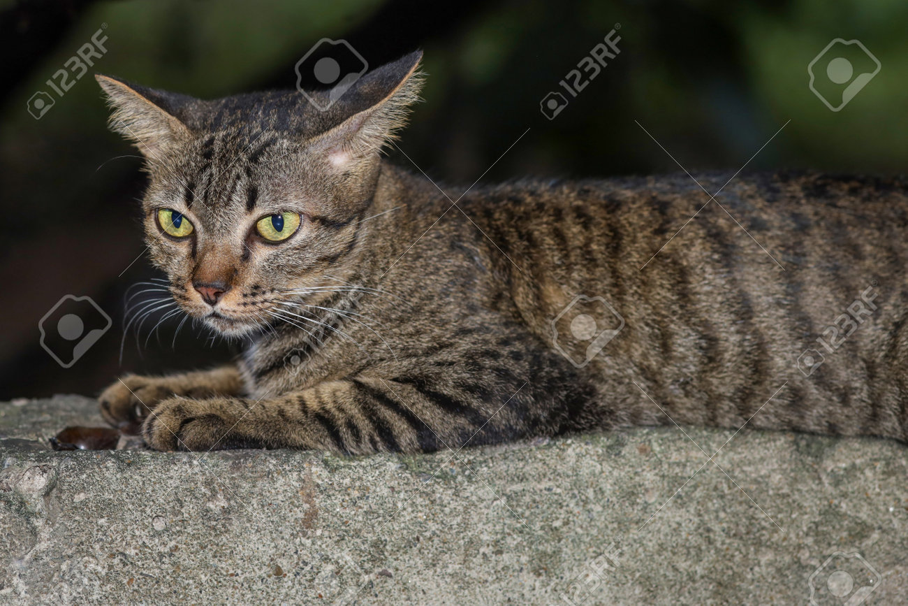 etiam-dictum-ipsum-a-felis
