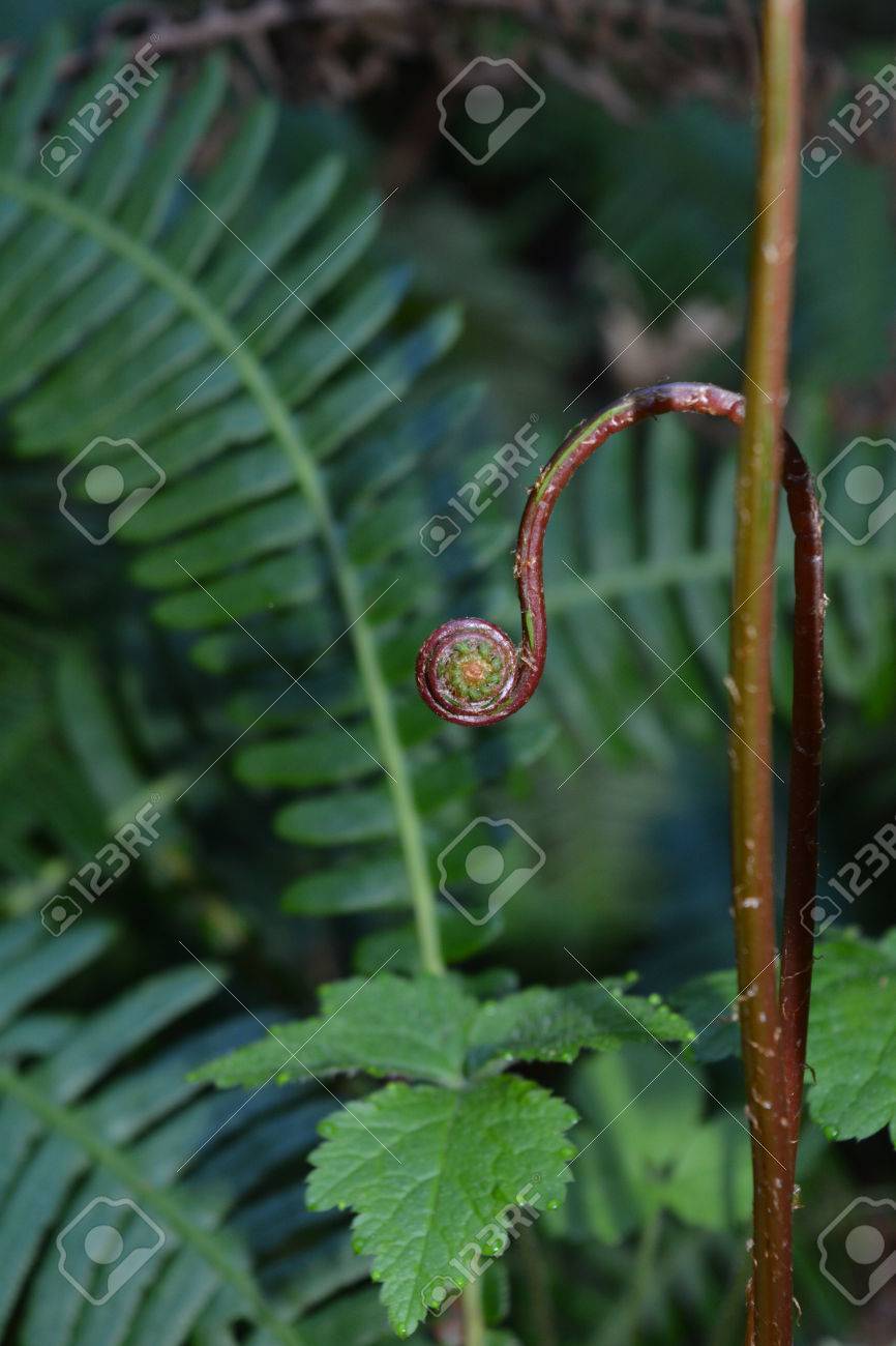 フィドル ヘッド シダを芽します の写真素材 画像素材 Image