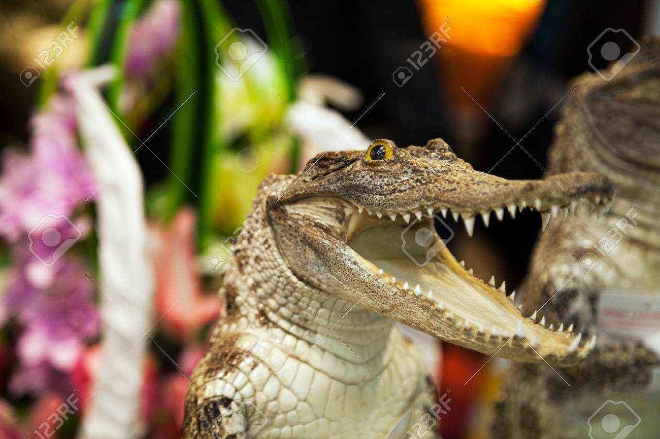 笑って小さなかわいいワニは たくさんの歯と口を開けてください 爬虫類捕食者の危険な攻撃 の写真素材 画像素材 Image