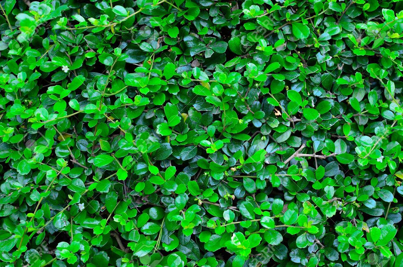 緑の植物のテクスチャ の写真素材 画像素材 Image 緑の植物のテクスチャ の写真素材 画像素材 Image