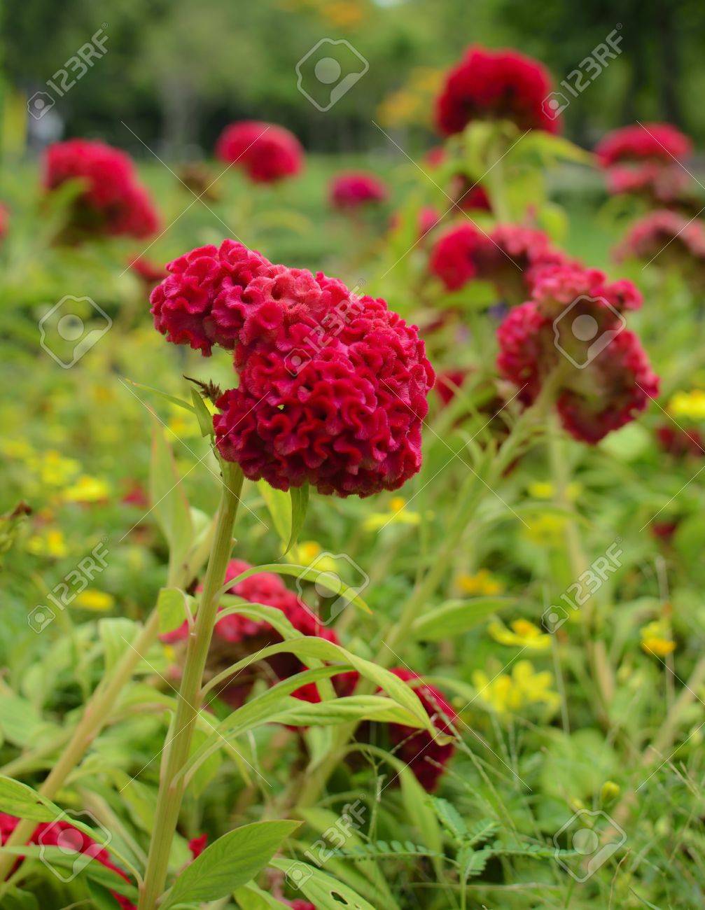 Beutiful celosia argentea red beutiful flower stock photo, picture and Beutiful celosia argentea red beutiful flower stock photo, picture and