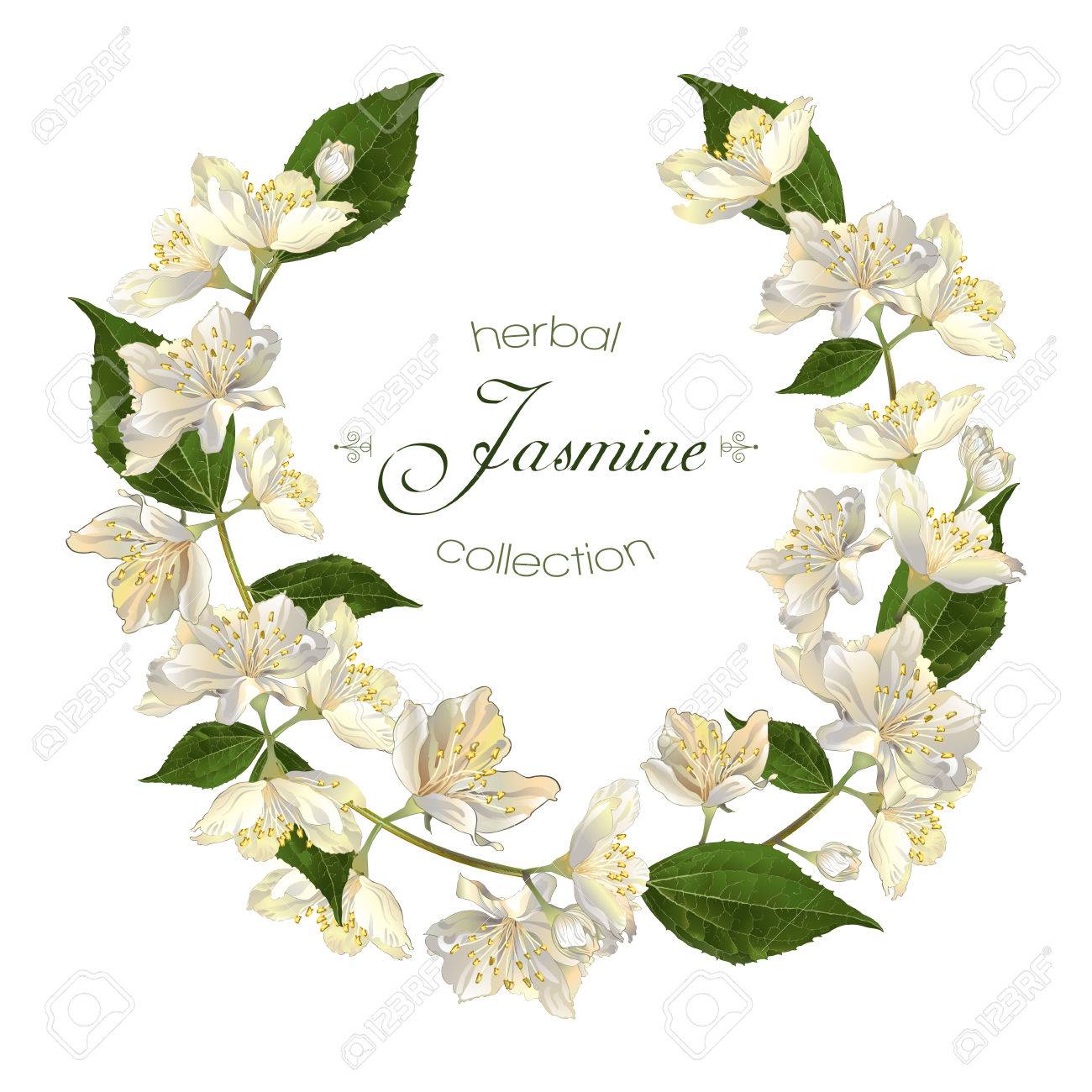 jasmine flowers wreath. Design for tea, natural cosmetics, beauty store, organic health care products, perfume, essential oil, aromatherapy. Can be used as greeting card or wedding invitation - 68049284 jasmine flowers wreath. Design for tea, natural cosmetics, beauty store, organic health care products, perfume, essential oil, aromatherapy. Can be used as greeting card or wedding invitation - 68049284