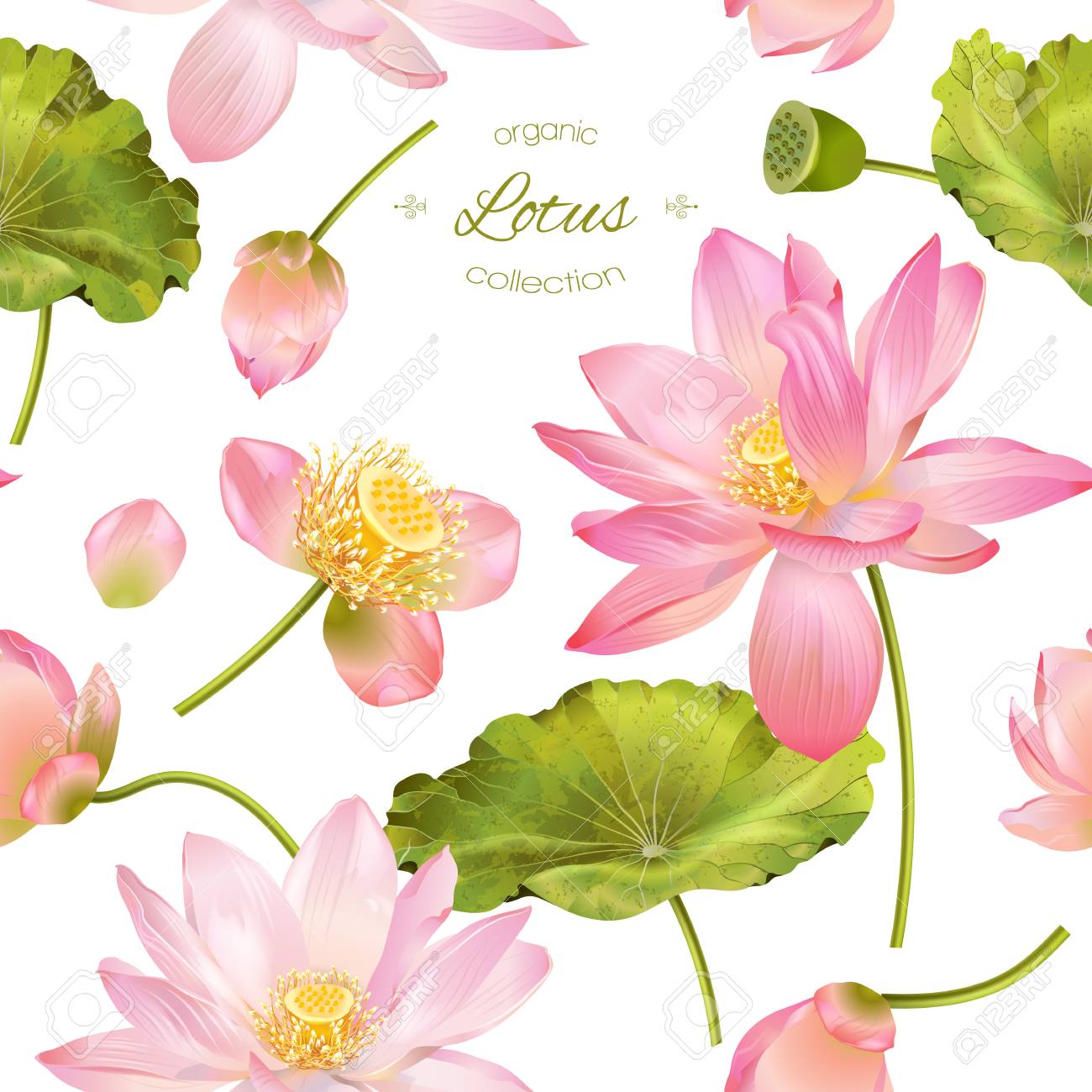 Lotus Realistic Illustration Royalty Free Cliparts Vectors And Stock Illustration Image
