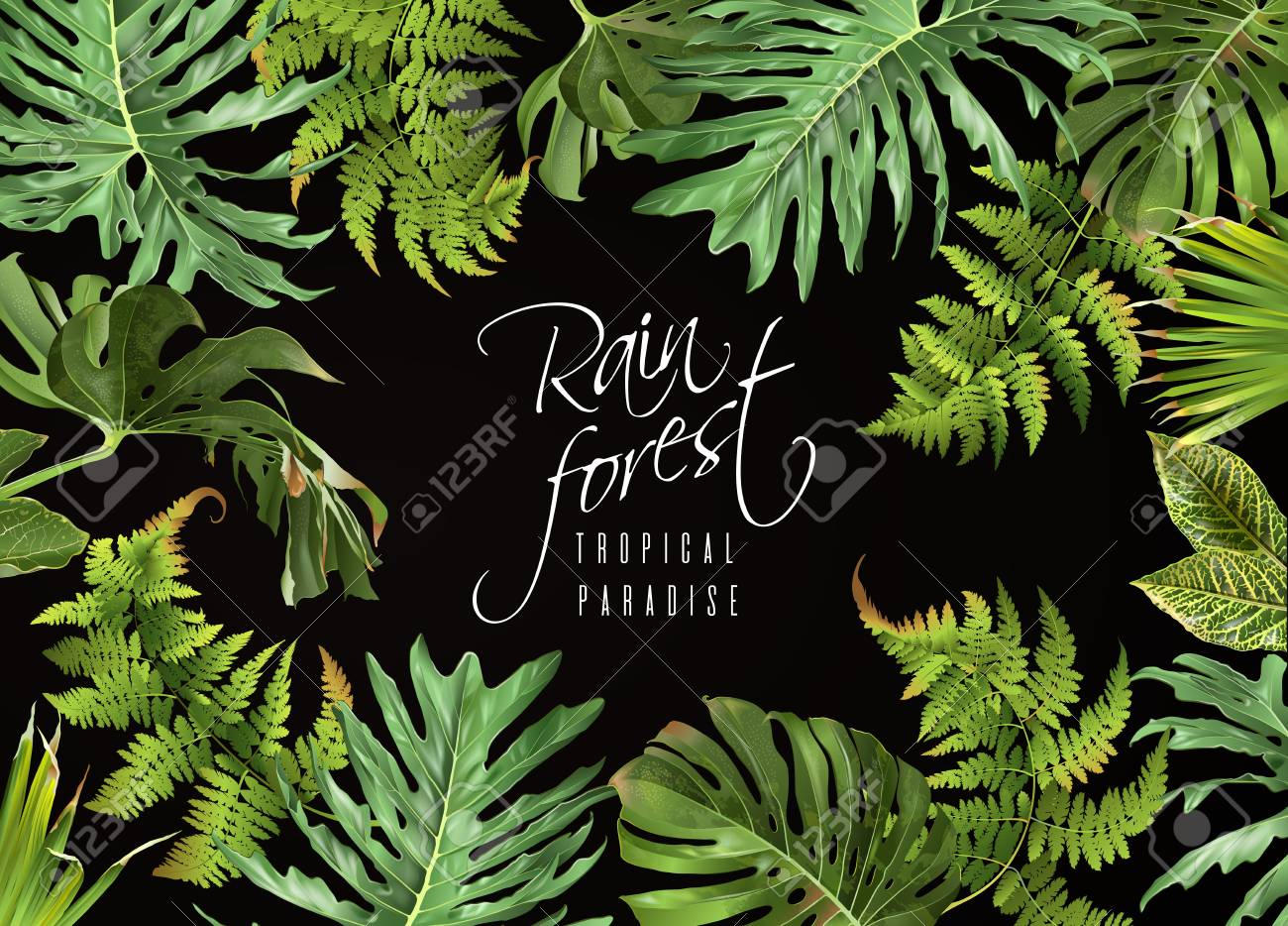 Rain forest banner on plain background. - 91685012 Rain forest banner on plain background. - 91685012