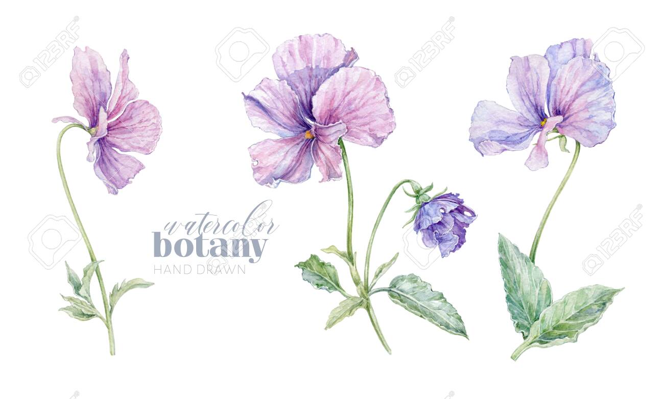 Watercolor violet flower set isolated on white - 138090213 Watercolor violet flower set isolated on white - 138090213