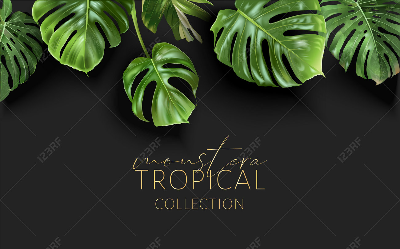 Vector monstera frame with green tropical leaves - 153377128 Vector monstera frame with green tropical leaves - 153377128