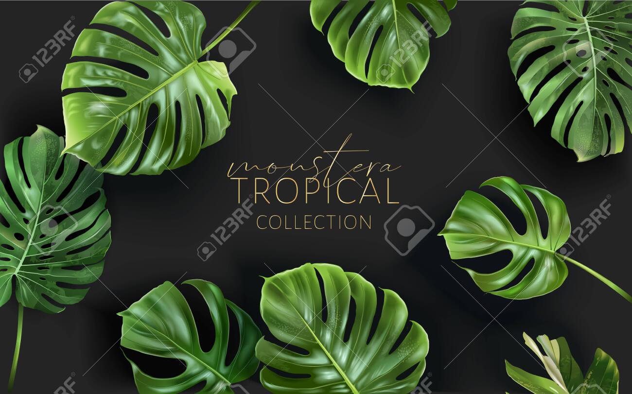 Vector monstera frame with green tropical leaves - 154013022 Vector monstera frame with green tropical leaves - 154013022
